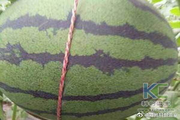 無土栽培，無土栽培技術(shù)，無土栽培設(shè)備