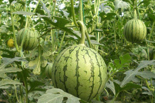 無土栽培，無土栽培技術，無土栽培設備