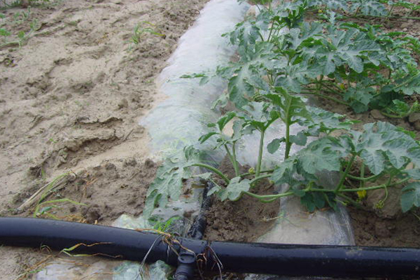 無土栽培，無土栽培技術，無土栽培設備