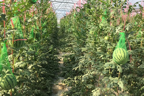 無土栽培，無土栽培技術，無土栽培設備