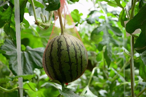 無土栽培，無土栽培技術，無土栽培設備