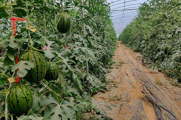 無土栽培，無土栽培技術，無土栽培設備