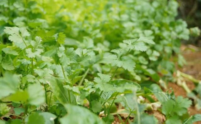 無土栽培，無土栽培技術，無土栽培設備