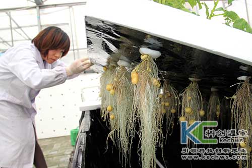 無土栽培，無土栽培技術，無土栽培設備