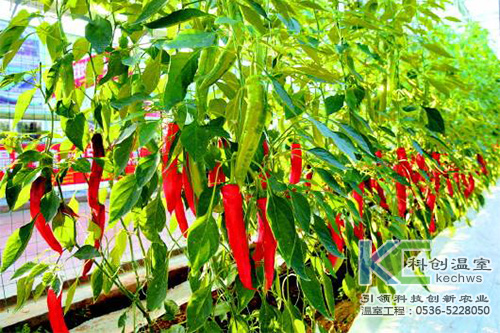 無土栽培，無土栽培技術，無土栽培設備