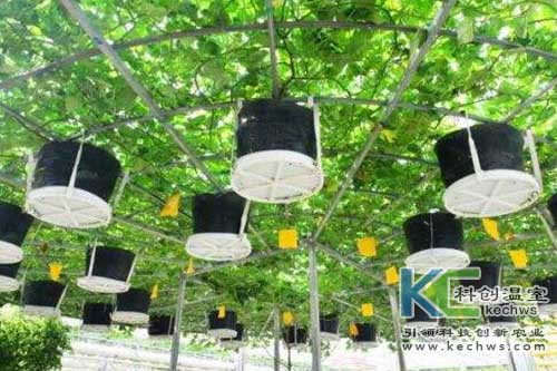 無土栽培，無土栽培技術，無土栽培設備