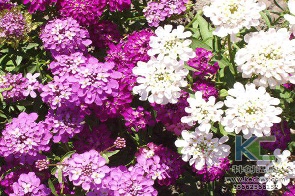 無土栽培，無土栽培技術(shù)，無土栽培設(shè)備