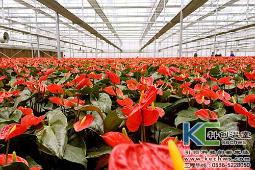 無土栽培，無土栽培技術，無土栽培設備