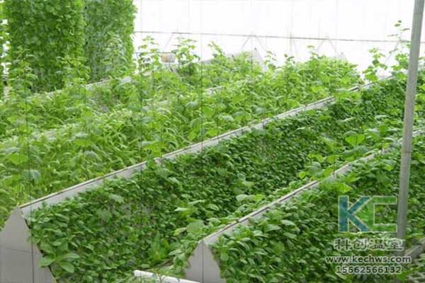 無土栽培，無土栽培技術(shù)，無土栽培營(yíng)養(yǎng)液