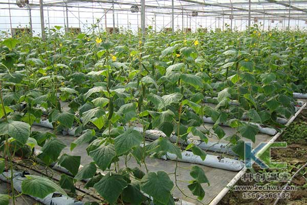 無土栽培，無土栽培技術