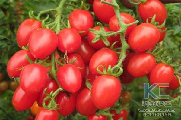 無土栽培，無土栽培技術