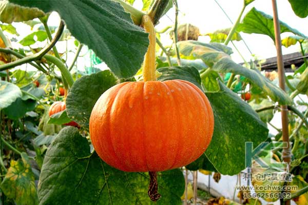 無土栽培，無土栽培技術，無土栽培設備