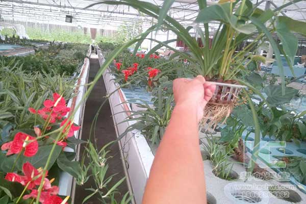 無土栽培，無土栽培技術，無土栽培設備