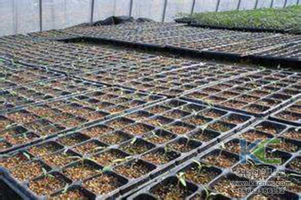 無土栽培，無土栽培技術(shù)，無土栽培設(shè)備
