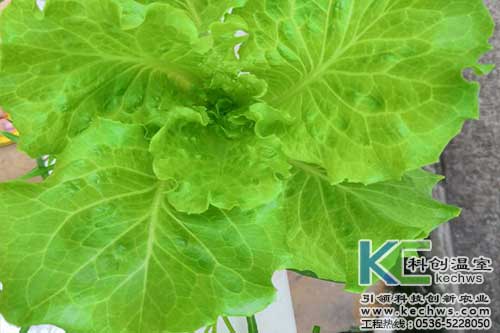 無土栽培，無土栽培技術(shù)，無土栽培設(shè)備