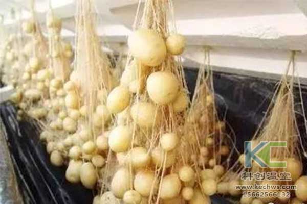 無(wú)土栽培，無(wú)土栽培技術(shù)，無(wú)土栽培設(shè)備