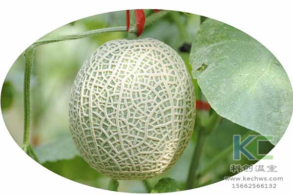 無土栽培，無土栽培技術，無土栽培設備