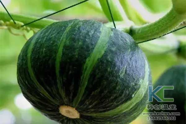 無土栽培，無土栽培技術，無土栽培設備