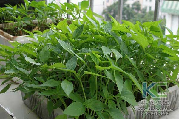 無土栽培，無土栽培技術(shù)，無土栽培設(shè)備