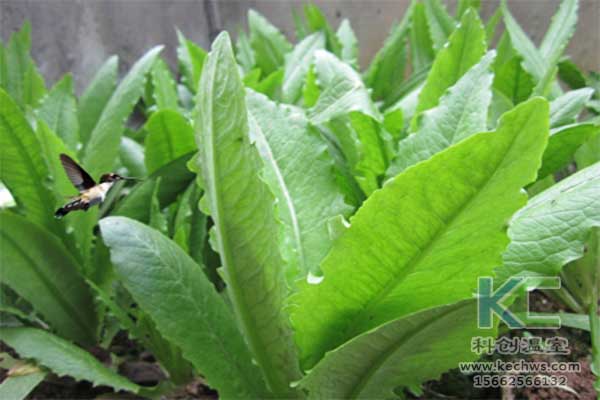 無土栽培，無土栽培技術