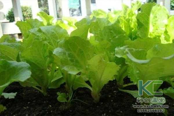 無土栽培，無土栽培技術