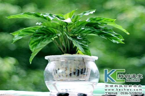 無土栽培，無土栽培技術，無土栽培設備