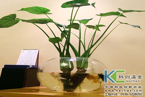 無土栽培，無土栽培技術，無土栽培設備