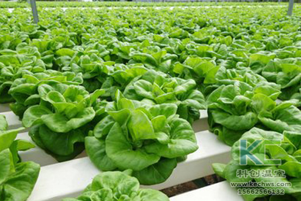 無土栽培,無土栽培技術,無土栽培設備