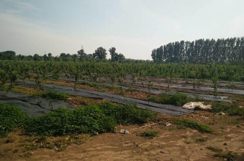 無(wú)土栽培,無(wú)土栽培技術(shù),無(wú)土栽培設(shè)備