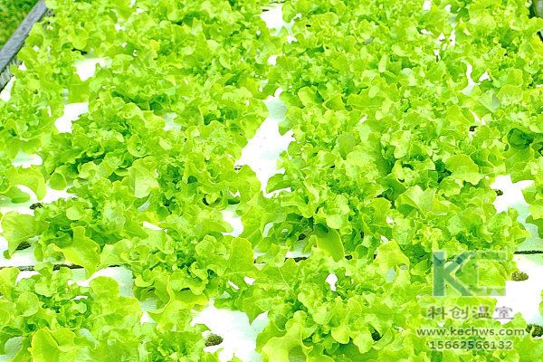 無土栽培，無土栽培技術，無土栽培設備，溫室大棚