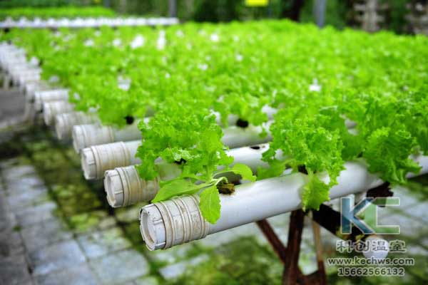 無土栽培，設(shè)備，無土栽培設(shè)備，無土栽培技術(shù)