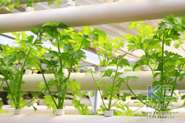 無土栽培技術，魚菜共生系統(tǒng)，無土栽培，溫室大棚