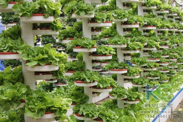 無土栽培技術，無土栽培，溫室大棚，基質栽培