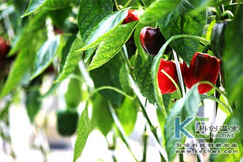 無土栽培,無土栽培建設(shè),甜椒
