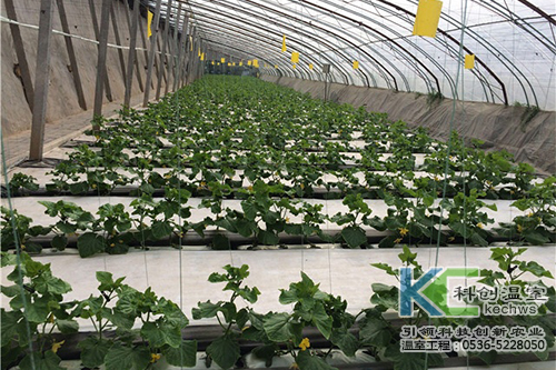 無土栽培，無土栽培技術，無土栽培設備