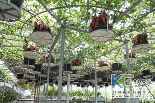 無土栽培，無土栽培技術，無土栽培設備