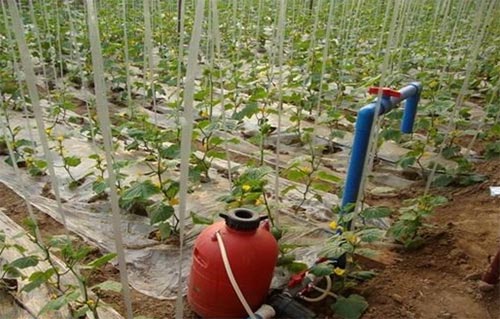 無(wú)土栽培,無(wú)土栽培技術(shù),無(wú)土栽培設(shè)備