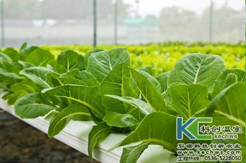 無土栽培，無土栽培技術，無土栽培設備