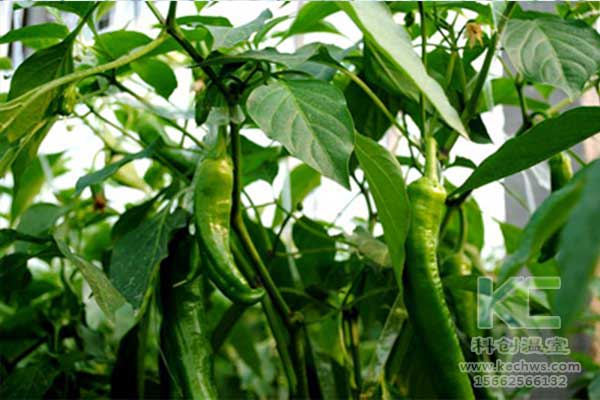 無土栽培,無土栽培技術(shù),無土栽培設(shè)備