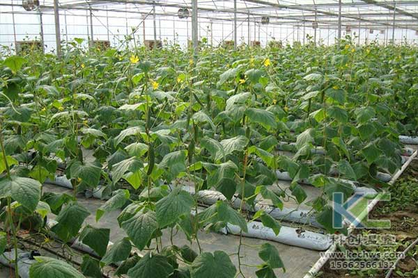 無土栽培,無土栽培技術,無土栽培設備