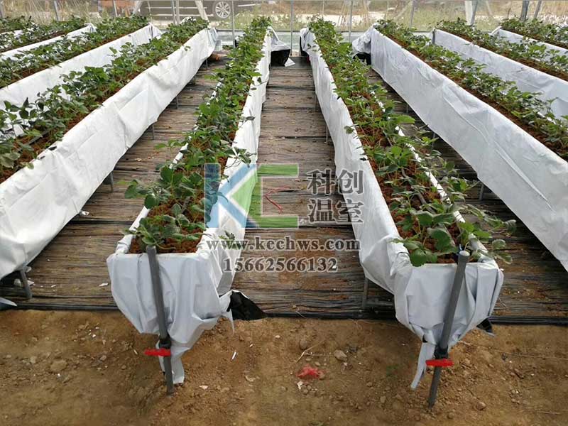 無土栽培,無土栽培技術(shù),無土栽培設(shè)備