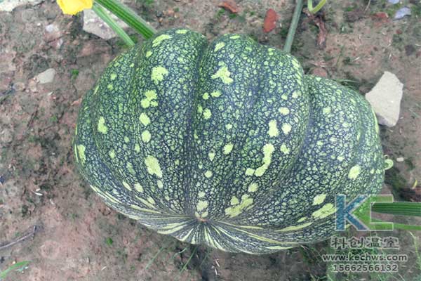 無土栽培，無土栽培技術，無土栽培設備