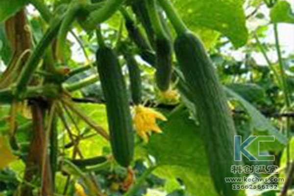 無土栽培，無土栽培技術，無土栽培設備