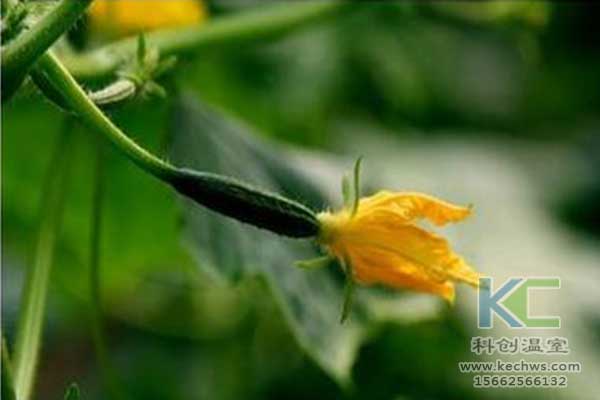 無土栽培，無土栽培技術，無土栽培設備