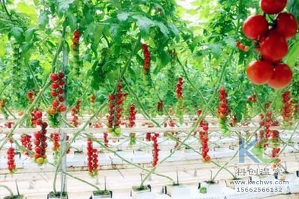 無土栽培,無土栽培技術,無土栽培設備