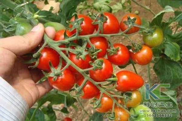 無土栽培，無土栽培技術(shù)，無土栽培設(shè)備