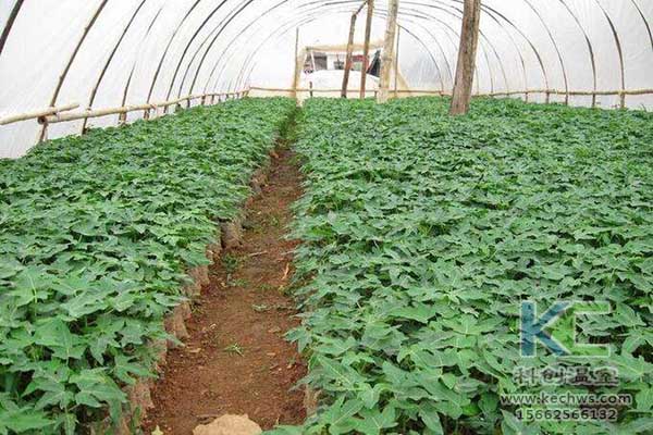 無土栽培,無土栽培技術,無土栽培設備