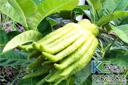 無土栽培，無土栽培技術(shù)，無土栽培設(shè)備