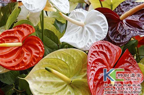 無土栽培，無土栽培技術(shù)，無土栽培設(shè)備