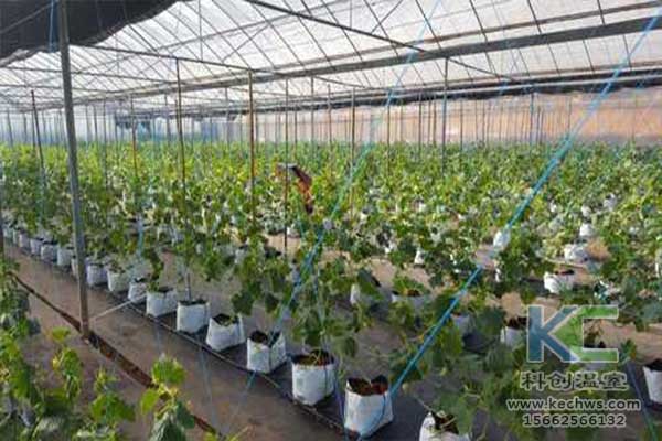 無土栽培，無土栽培技術